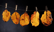 20th Oct 2015 - Leaves On The Line