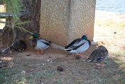 19th Oct 2015 - Mallards Resting at the Pond