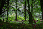 20th Oct 2015 - magical mossiness