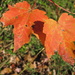 Orange Leaves by julie
