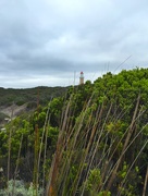 11th Oct 2015 - Cape du Couedic Lighthouse