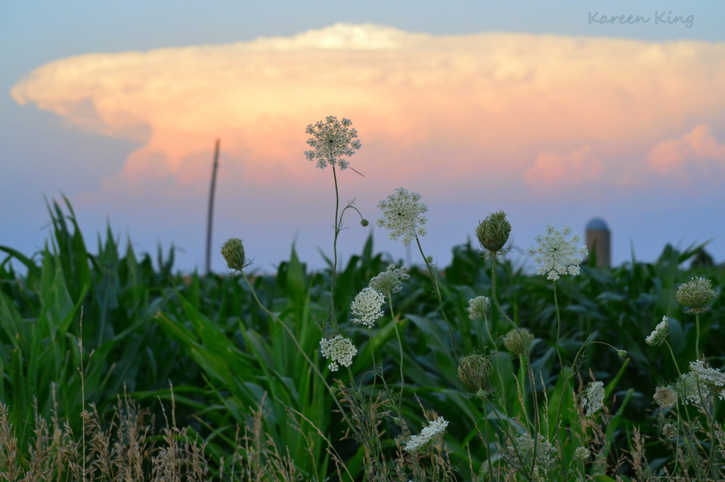 Queen Anne's Lace, Silo, and Backside of Kansas Sunset by kareenking