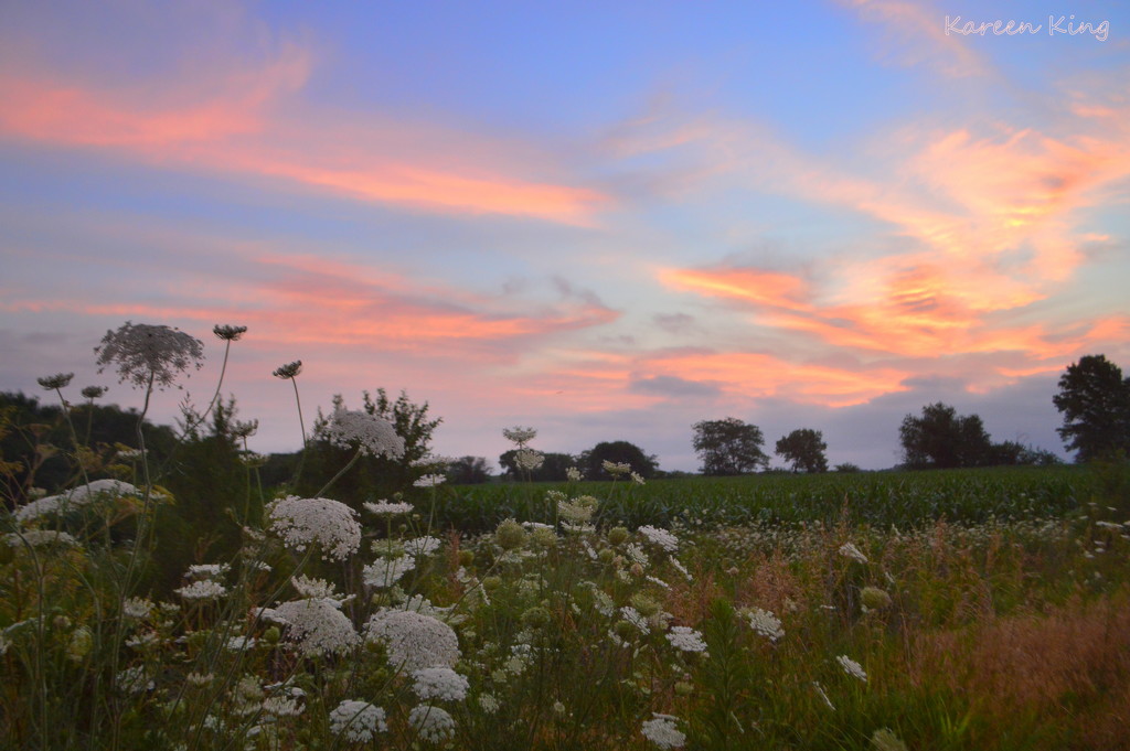 Queen Anne's Lace at Kansas Sunrise by kareenking