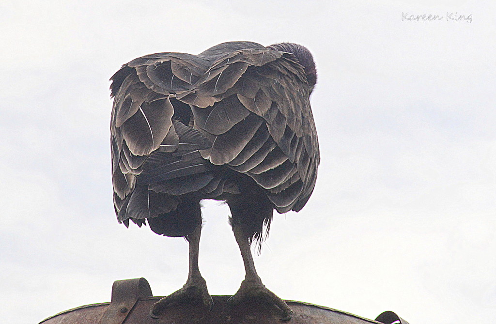 Vulture's Backside by kareenking