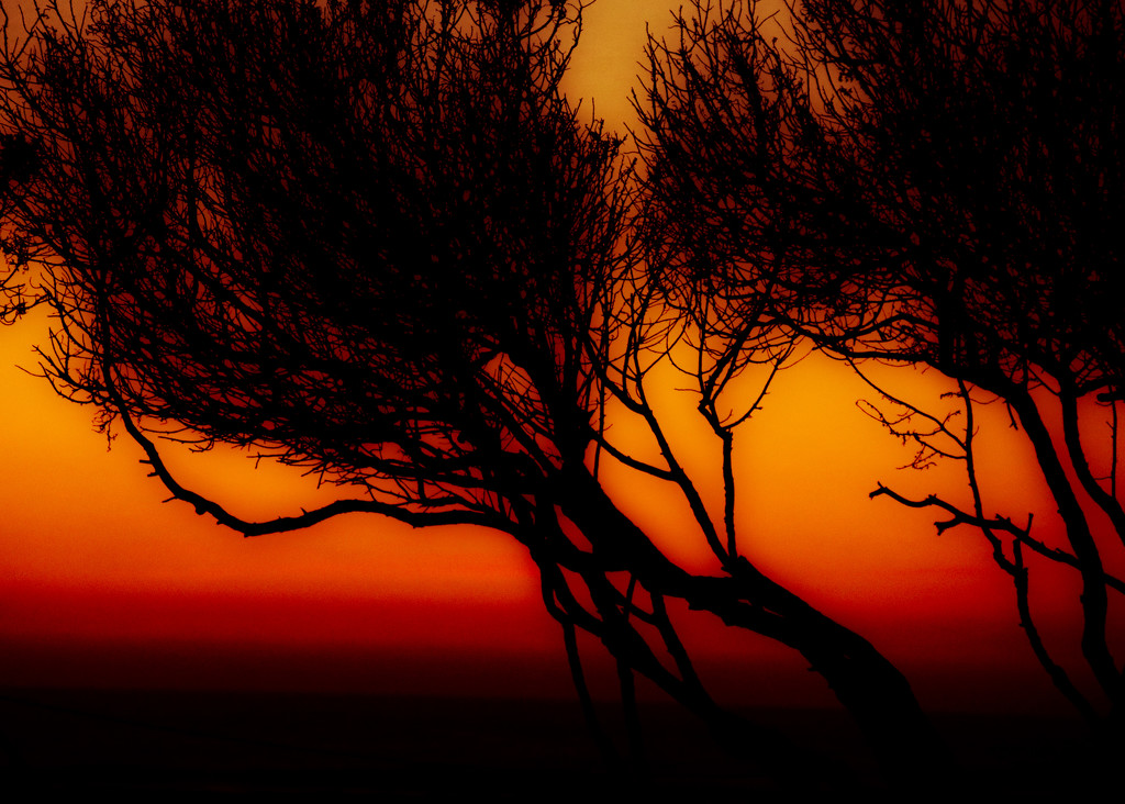 Sunset Tree by flygirl