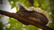 20th Oct 2015 - Mohawk squirrel
