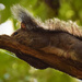 Mohawk squirrel by rickster549