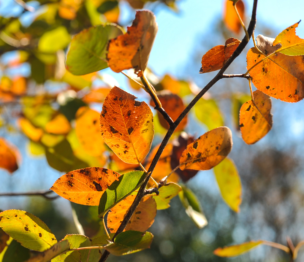 Colors of Autumn 5 by loweygrace