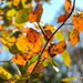 Colors of Autumn 5 by loweygrace