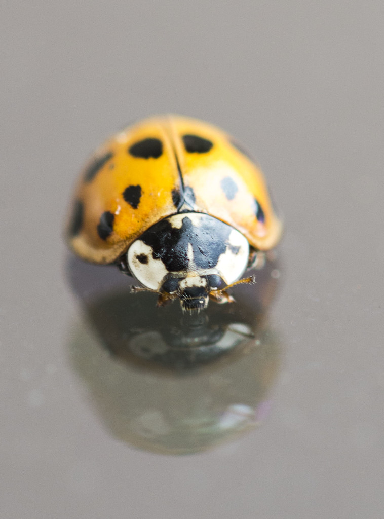 Ladybug On A Window by dakotakid35
