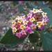 Lantana flower by kerenmcsweeney