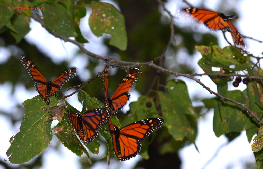A Quintet of Monarchs by kareenking