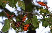 21st Sep 2015 - A Quintet of Monarchs