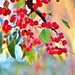 Painted Berries by lynnz
