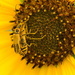 Sunflower Honeymoon Suite by kareenking