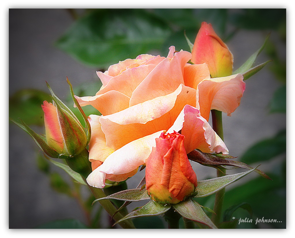 Early Rose.. by julzmaioro