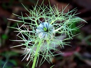 15th Oct 2015 - Love in a Mist