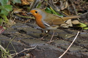 19th Oct 2015 - THE ROBIN AND THE ............ ?