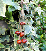 21st Oct 2015 - Anyone For Conkers?