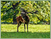 21st Oct 2015 - Rutting Stag
