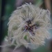 18 October 2015 Clematis Nelly Moser is of interest even in autumn by lavenderhouse