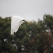 19 October 2015 Egret in flight by lavenderhouse