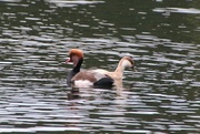 14th Oct 2015 - Red-crested Pochard 
