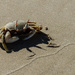 Crab by jeneurell