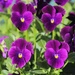 20 October 2015 Winter flowering pansies ready for planting in the troughs by lavenderhouse