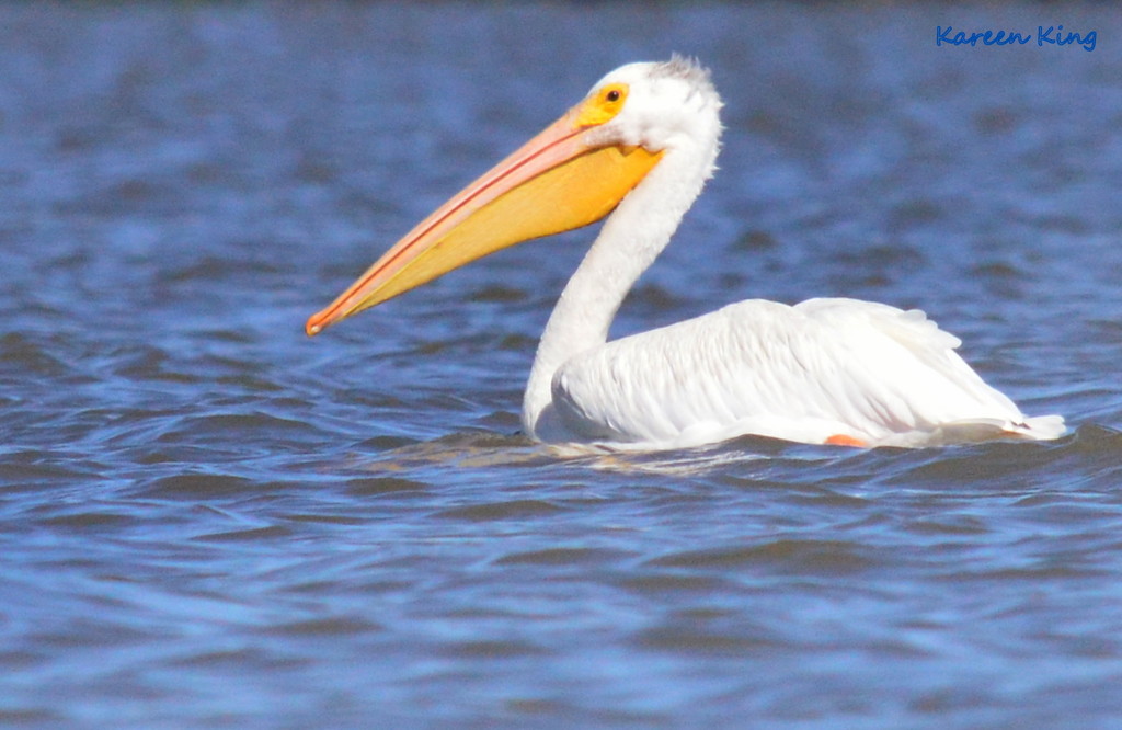 Pelican by kareenking