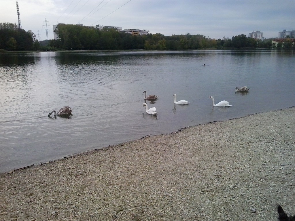 Swan lake. by ivm