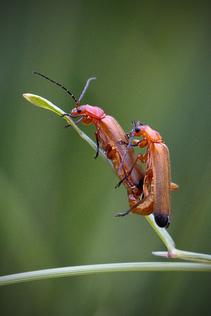 Hogweed Bonking Beetles. by gamelee
