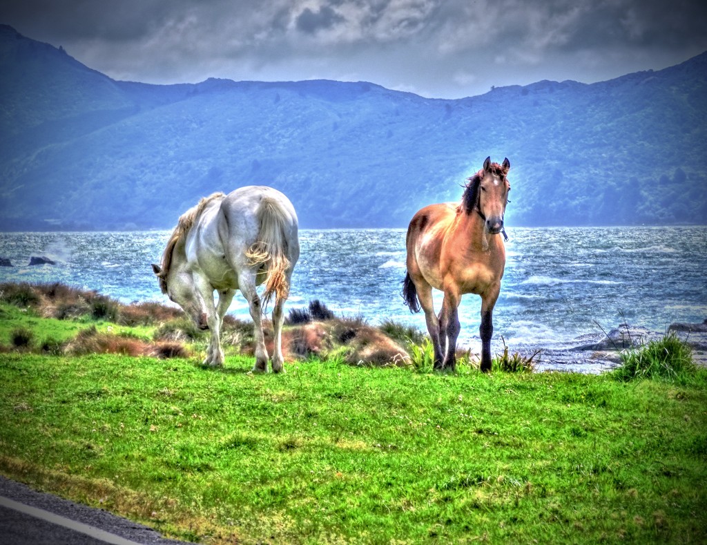 Wild Horses by maggiemae