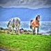 Wild Horses by maggiemae