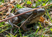 21st Oct 2015 - Frog