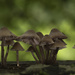Mushroom Bokeh by leonbuys83
