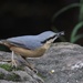 Nuthatch by chris17