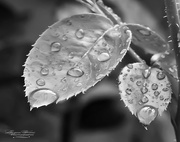 21st Oct 2015 - After the Rain