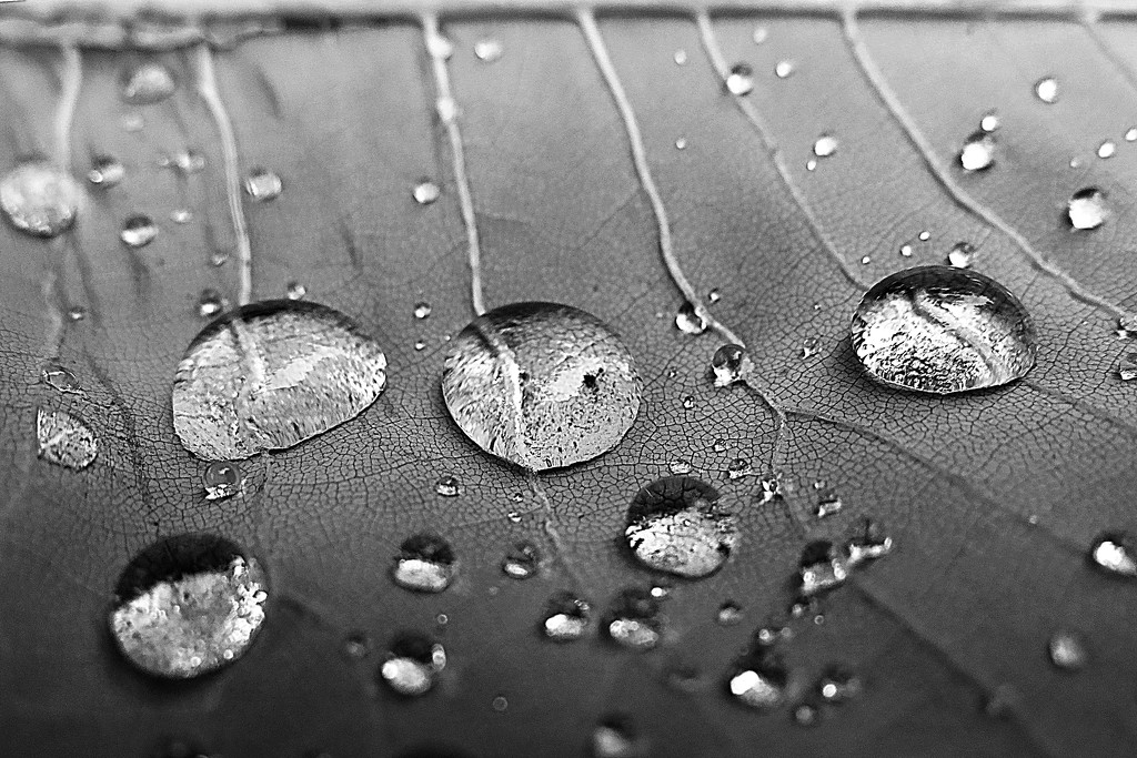 Raindrops on leaf! by fayefaye