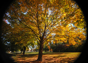 21st Oct 2015 - Colors of Autumn 6