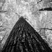 A Tall Tree by tosee