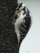 21st Oct 2015 - Hairy Woodpecker