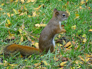 13th Oct 2015 - Red Squirrel