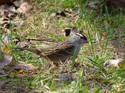 16th Oct 2015 - White-crowned Sparrow