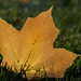 Backlit Leaf by dakotakid35