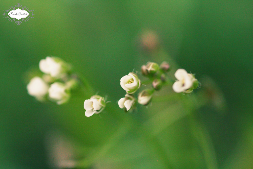 Tiny flowers  by sarahlh