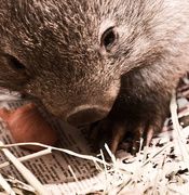 22nd Oct 2015 - Happy National Wombat Day!