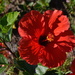 Hibiscus by congaree