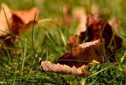 21st Oct 2015 - On the lawn.............