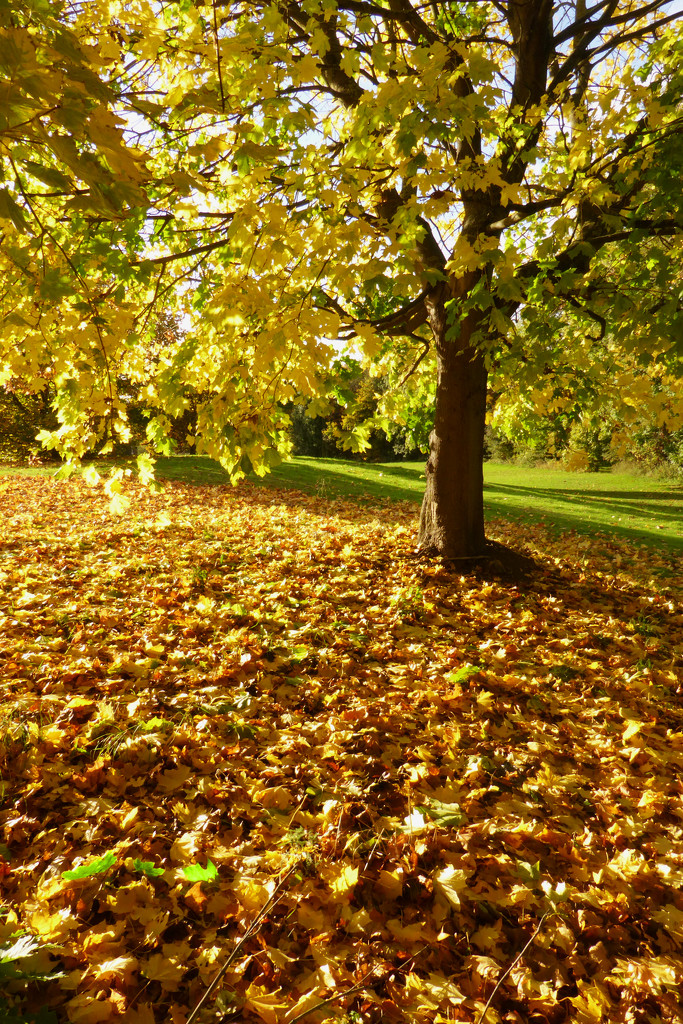 Autumn Fall by helenhall